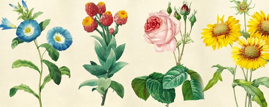 Illustrative Botanical Elements 